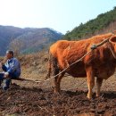 황소와농부 이미지