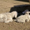 루키목장 이미지