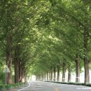 순창 메타세콰이어길 이미지