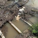 강아지본부 이미지