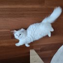 파주고양이미용 반하나캣 이미지