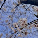 진해남중학교 | 진해 🌸군항제🌸 다녀온 솔직 후기 (경화역 -> 여좌천 누비자 이동 꿀팁👍)
