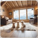 행신동물병원 | 행신 말티즈분양 처음이라면 꼭 알아야 할 지역별 가이드