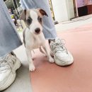 몽냥몽냥 강아지분양 고양이분양 김포점 이미지