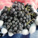 은애농장 네이버블로그