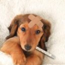 김동물병원 이미지