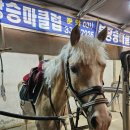 분당승마클럽 이미지