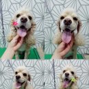 당감동물병원 이미지