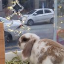 특별한동물가게 평택점 이미지