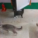 신촌식당 이미지