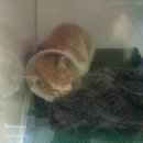 애니힐동물병원 이미지