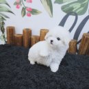 우리강아지 이미지