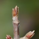 용인나무이야기 이미지