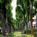 메기본가 이미지