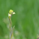 장대나물 Arabis glabra (L.) Bernh. 이미지