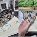 퍼피쌀롱 이미지