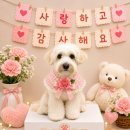 펫사랑일산점 | 일산애견미용 | 장항동강아지미용 잘하는 버블펫 감자 위생미용 후기🐶
