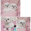 봉곡동011 이미지