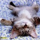 네로는 검은고양이 이미지