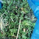 냉이 녹두 감초 도토리 대추 콩잎 깻잎 들기름 이미지