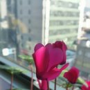 석성화한의원 이미지