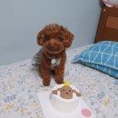 강아지잔칫집 이미지