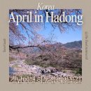 꽃비민박 | 하동 벚꽃 개화 시기 ｜십리벚꽃길 실시간 CCTV로 만개 확인