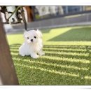 해피애견타운 강아지고양이 논산점 | 경주강아지분양 행복한 만남 해피펫타운