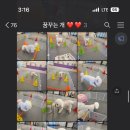 꿈꾸는개 이미지