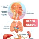 이상순씨의 미주신경(Vagus Nerve, 迷走神經) 기능 저하증이란 ? 이미지