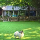 멍멍이와 숲속에서 이미지