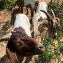 광덕목장 이미지