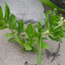 홀뫼민박 이미지