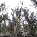 미국 세계 최장수 소나무(Ancient Bristlecone Pine Forest) 이미지