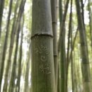 대나무 이미지