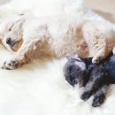 대소동물병원 이미지