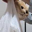 대동집서산 네이버블로그