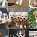 바나개 강아지 고양이 마포점 이미지