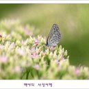 꿩의비름 이미지