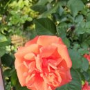 천왕골생태공원~ 연지근린공원 ~ 천왕근린공원 산책