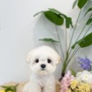 댕그리 펫 살롱 이미지