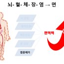 황금비앤채