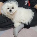 카라말티즈 티스토리