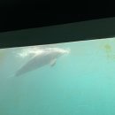 돌고래약품 이미지