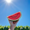 수박샵 이미지