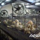 영국농장 이미지