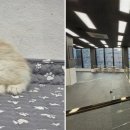 도그마루 강아지 고양이 부산점 이미지