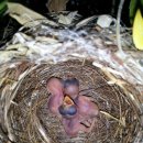 새들의 정원 이미지