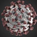 서진씨푸드 | 코로나 시카다 변이 확산 경고!