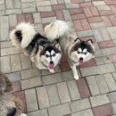 슈퍼바우 이미지